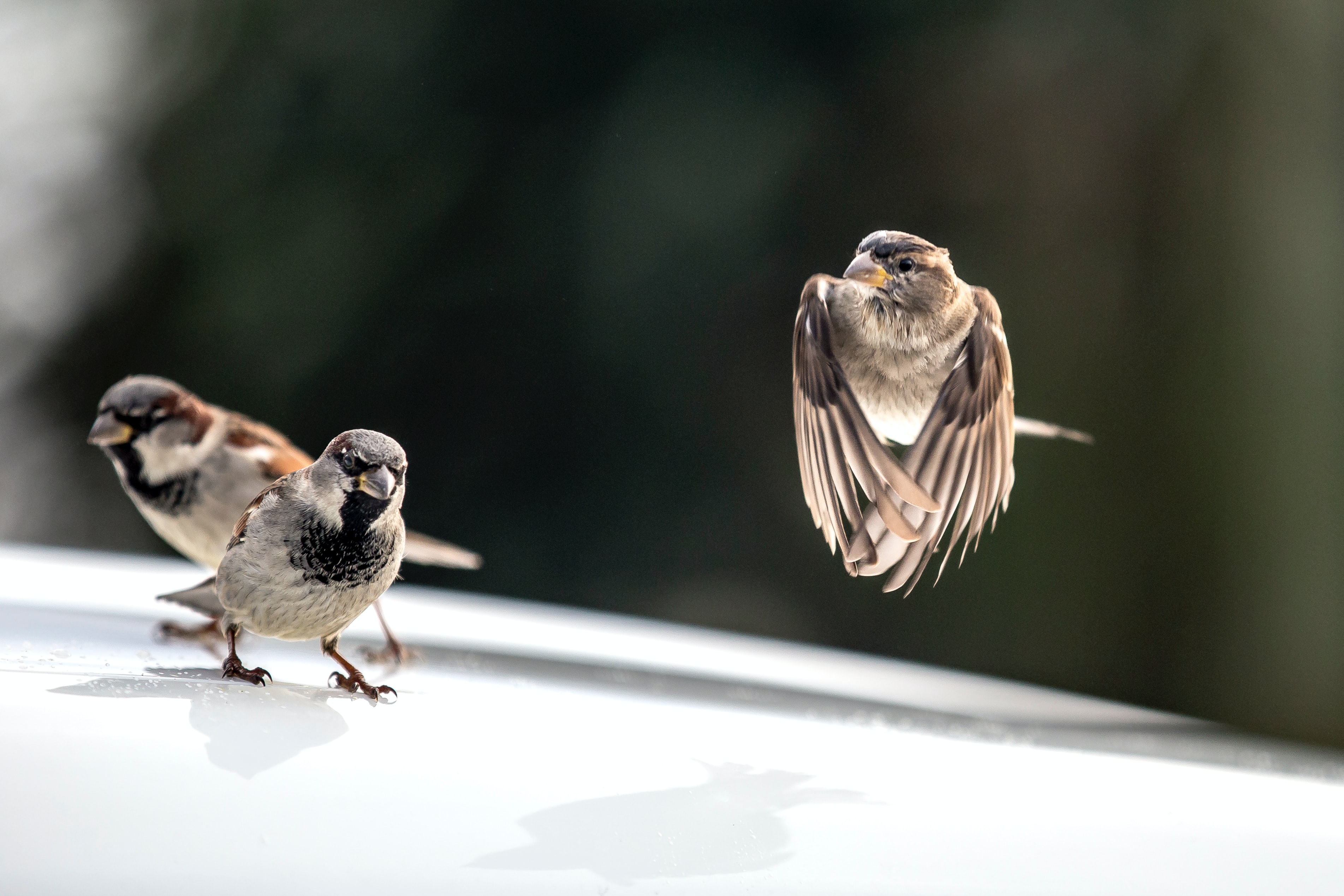 Birds flying - Phil Both